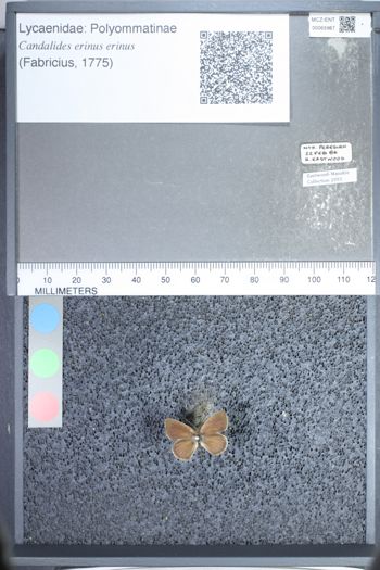 Media type: image;   Entomology 65967